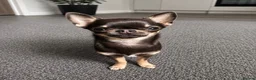 Chihuahua dogs for stud: 1.8kg PROVEN TikTok star STUD ⭐️ - Advert 7