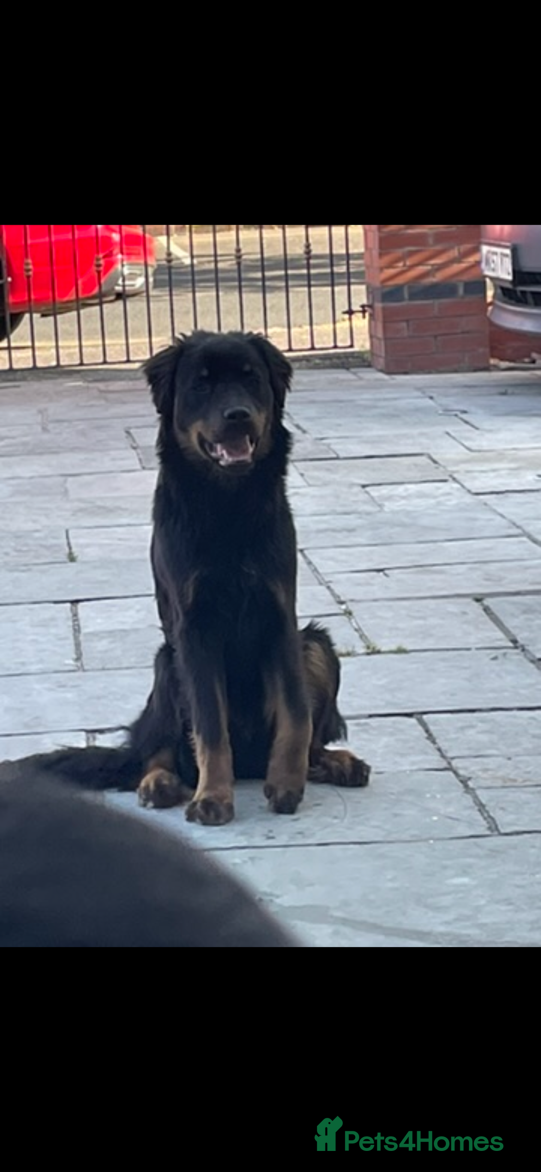 Rottweiler dogs for sale: Rottweiler x Rottweiler Akita  - Advert 5