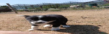 Border Collie 1