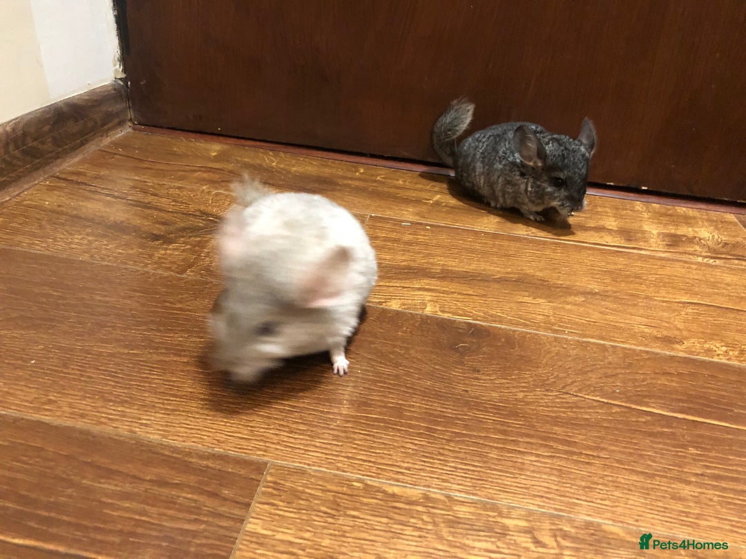 Chinchilla rodents for sale: Little boys - Image 7