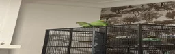 Ringnecks birds for sale: Rehome my indian ringneck pair - Advert 3