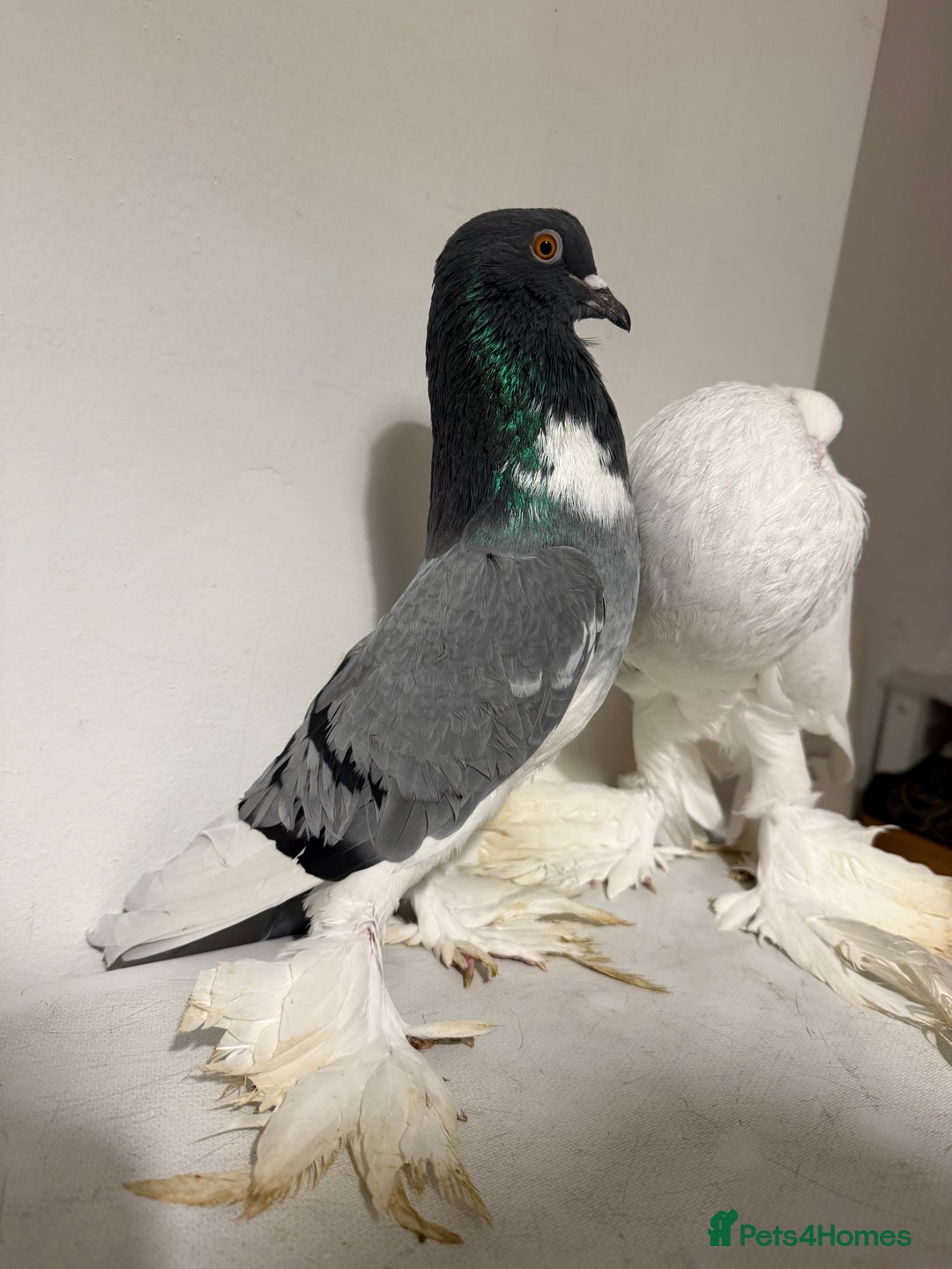 Pigeons birds for sale: Fancy birds  - Advert 3