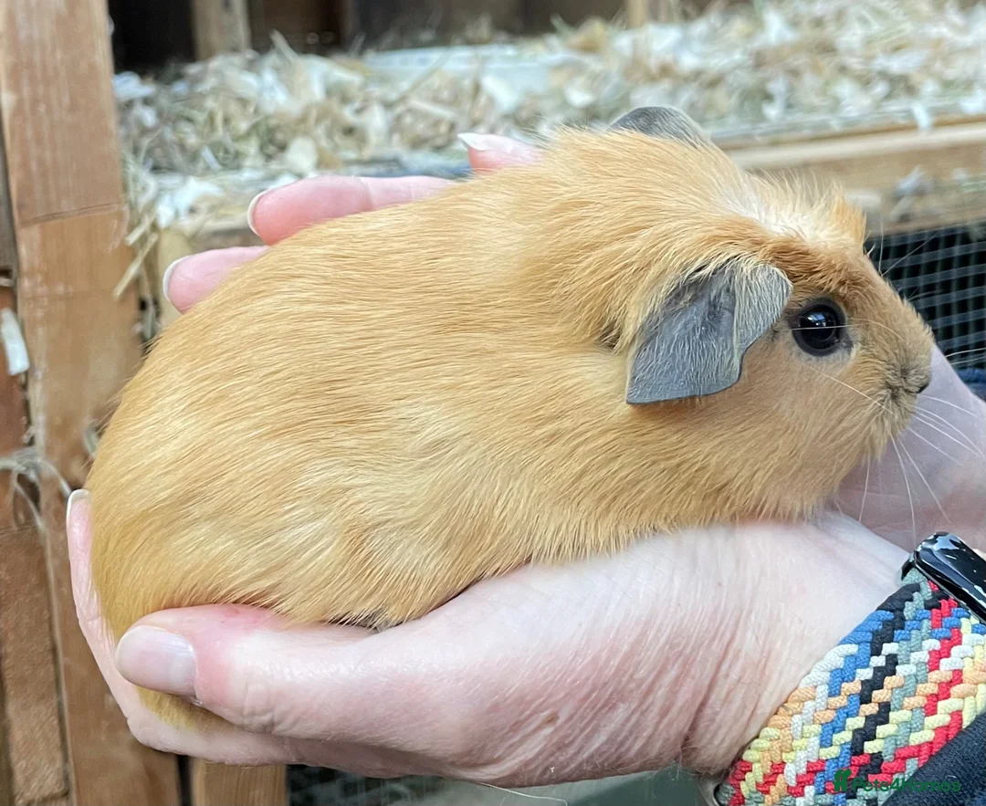 Guinea Pig rodents for sale: Sweet natured baby guinea pigs  - Advert 16