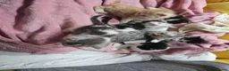 Mixed Breed cats for sale: 2 different litters, tiny kittens  - Advert 13