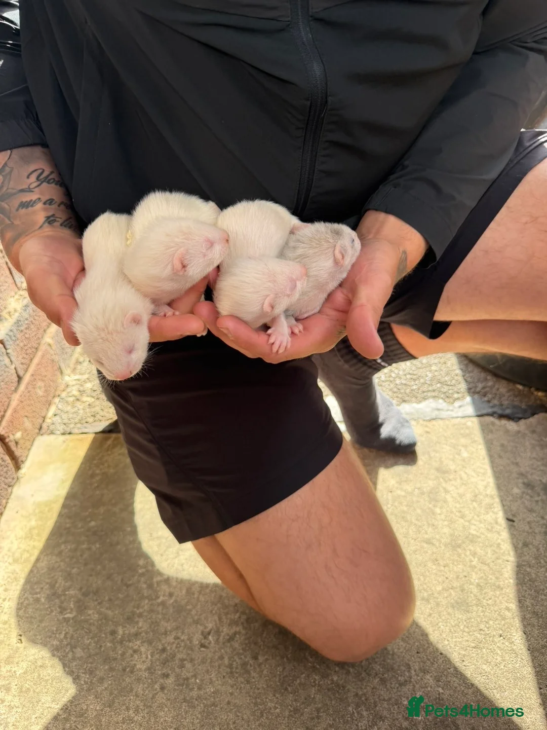 Ferret rodents for sale: 3 albino hobs  in Leeds - Advert 2