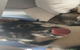 Siberian Husky dogs for sale: Siberian husky  - Image 6