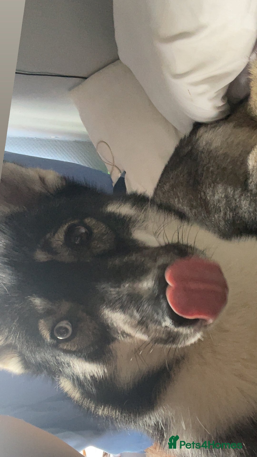Siberian Husky dogs for sale: Siberian husky  - Image 6