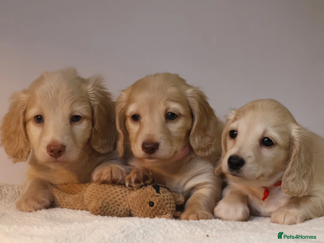 Miniature Dachshund dogs for sale: 5*Licensed+CREAMLONGHAIR+KCreg+PRACLEAR+Vetchecked - Advert 12