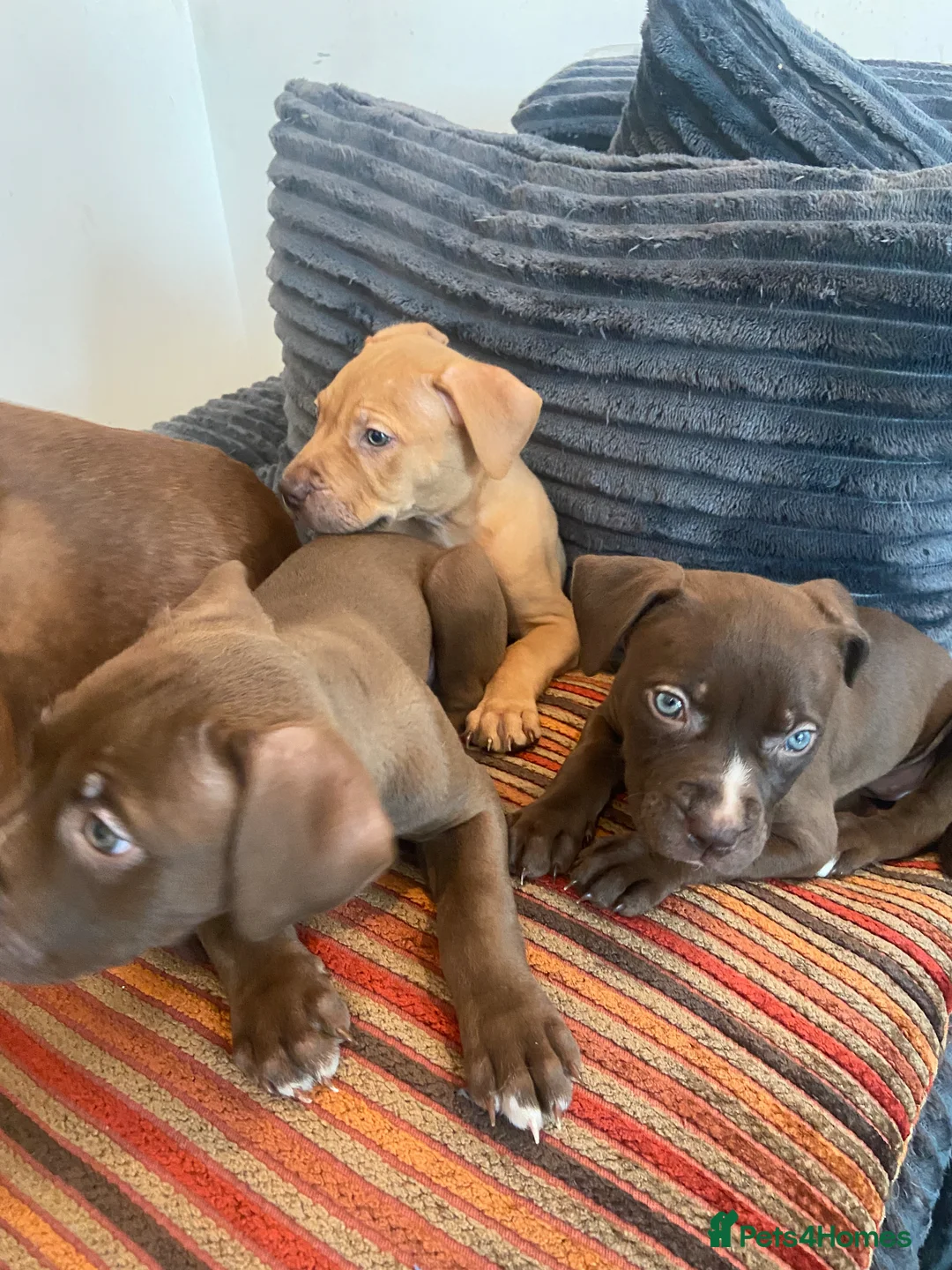 American Bull Staffy dogs for sale: 100% American Bull Staff Puppies for Sale - Advert 2