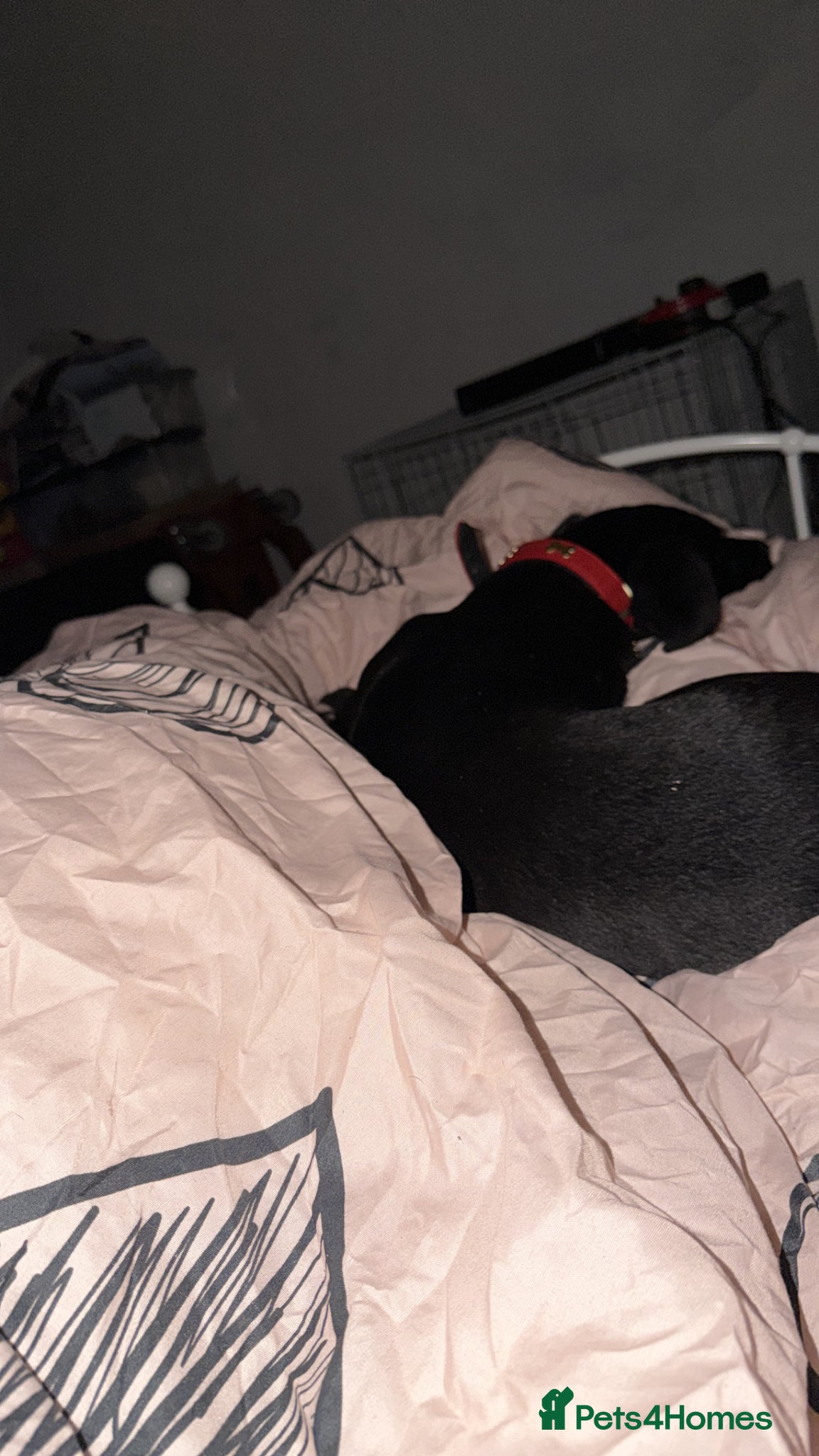 Mixed Breed dogs for sale: Make Puppy for Sale in Coventry - Advert 3
