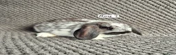 Mini Lop rabbits for sale: Mini Lop Bunnies - Advert 4