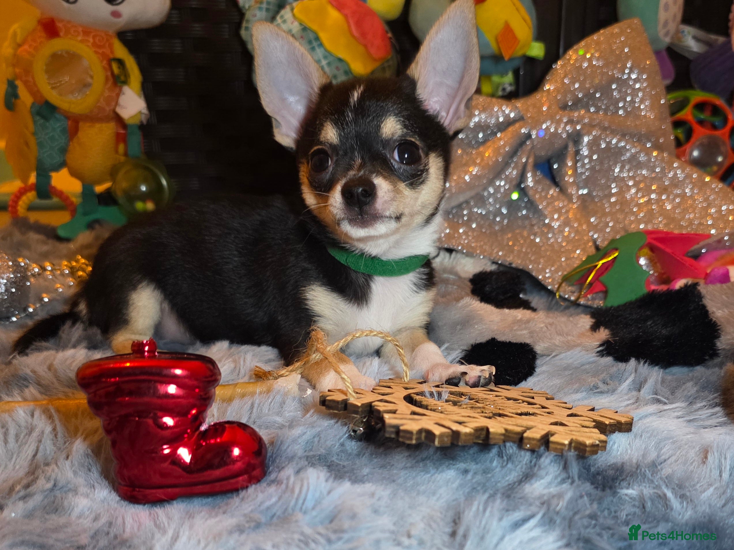 Chihuahua dogs Chihuahua Puppies READY TO GO  - Advert 5