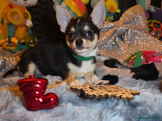 Chihuahua dogs Chihuahua Puppies READY TO GO - Advert 4