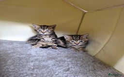 Bengal cats for sale: Bengal tabby mix kittens - Image 5