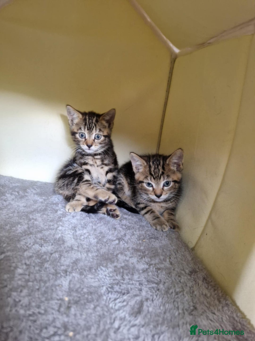 Bengal cats for sale: Bengal tabby mix kittens - Image 5