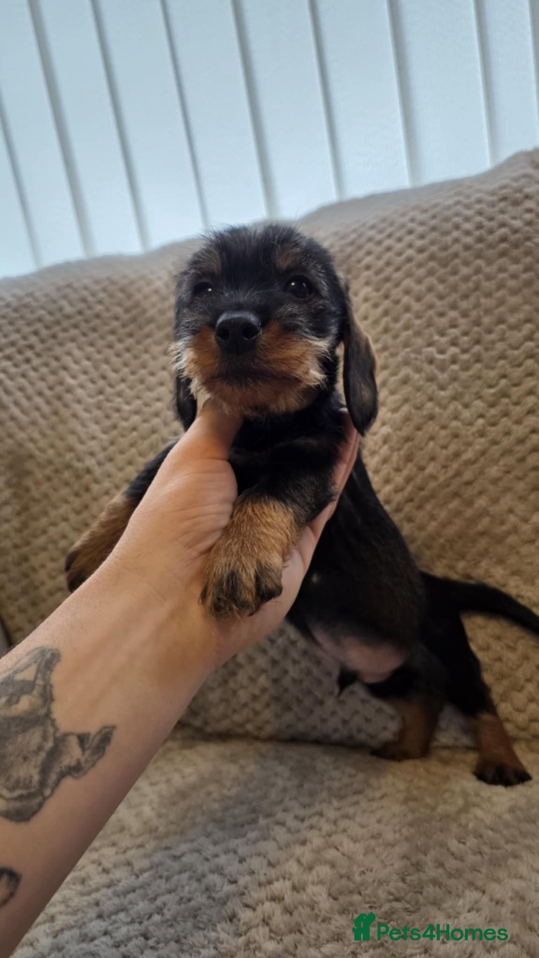 Dachshund dogs for sale: Dachshund wire haired (teckel pups) ✨ - Advert 9