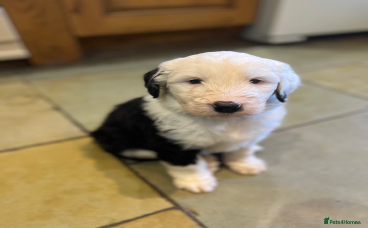 Old English Sheepdog dogs - Advert 1