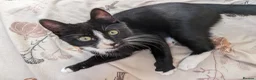 Mixed Breed cats for sale: Sweetest Tuxedo Boy - Advert 6
