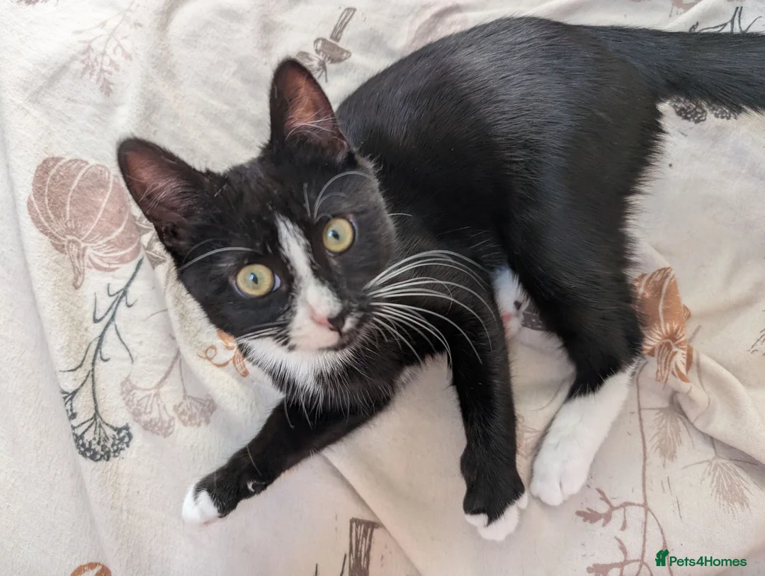 Mixed Breed cats for sale: Sweetest Tuxedo Boy - Advert 6