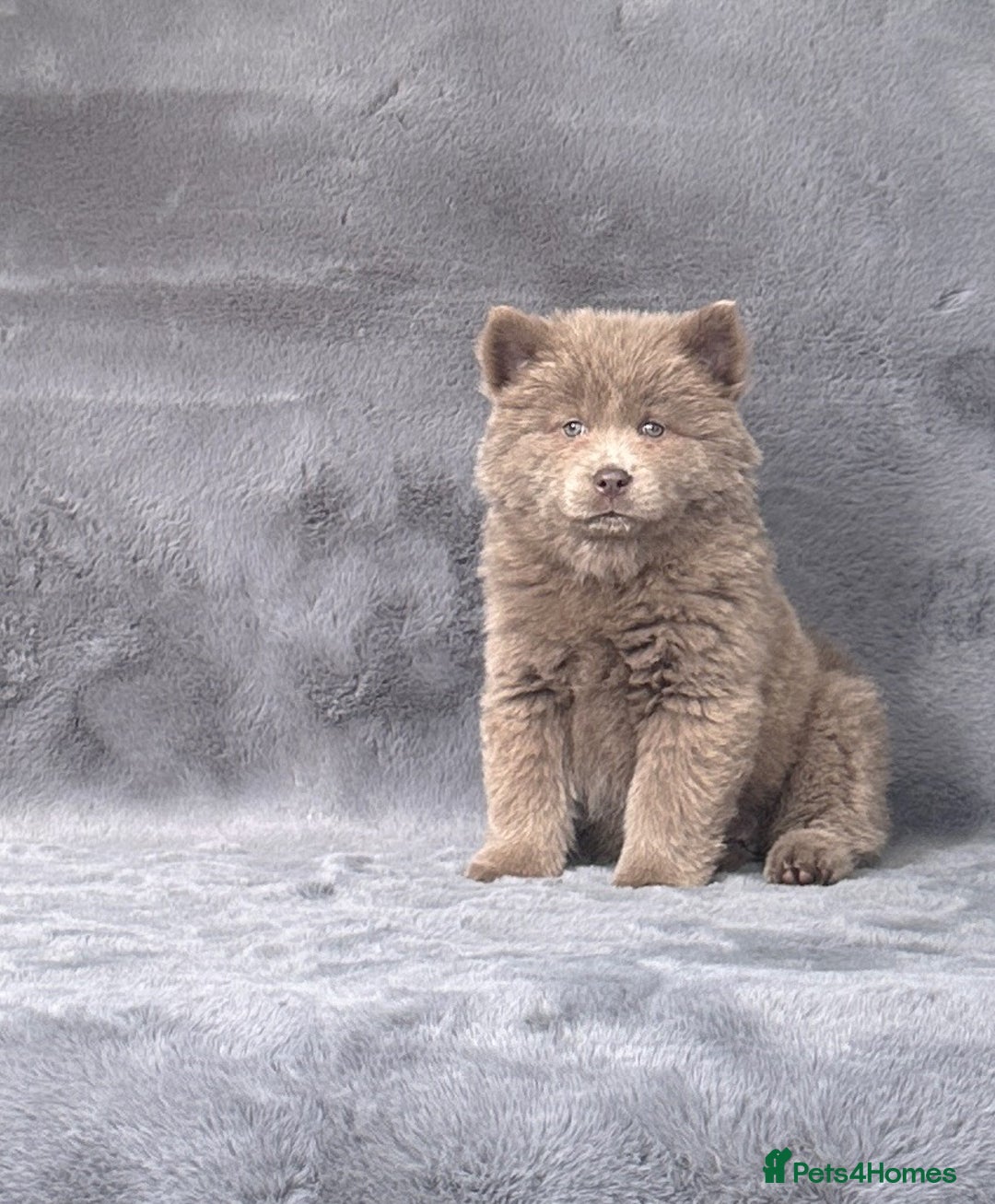Siberian Husky dogs for sale: Stunning exotic colour chowsky puppies for sale - Image 19