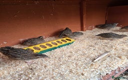 Mixed Breed birds for sale: Coturnix quail free to good home  in Middlesbrough - Image 9