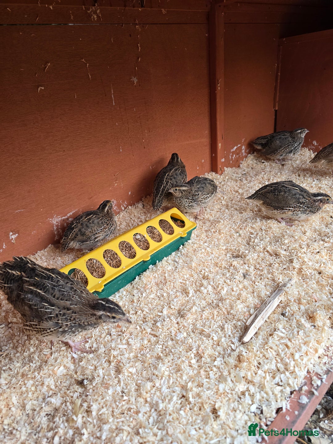 Mixed Breed birds for sale: Coturnix quail free to good home  in Middlesbrough - Image 9