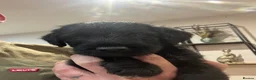 Mixed Breed dogs for sale: Genuine First Cross Bedlington Whippet - Advert 4