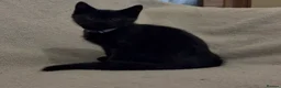 Mixed Breed cats for sale: 2 loving kittens needing forever homes - Advert 11
