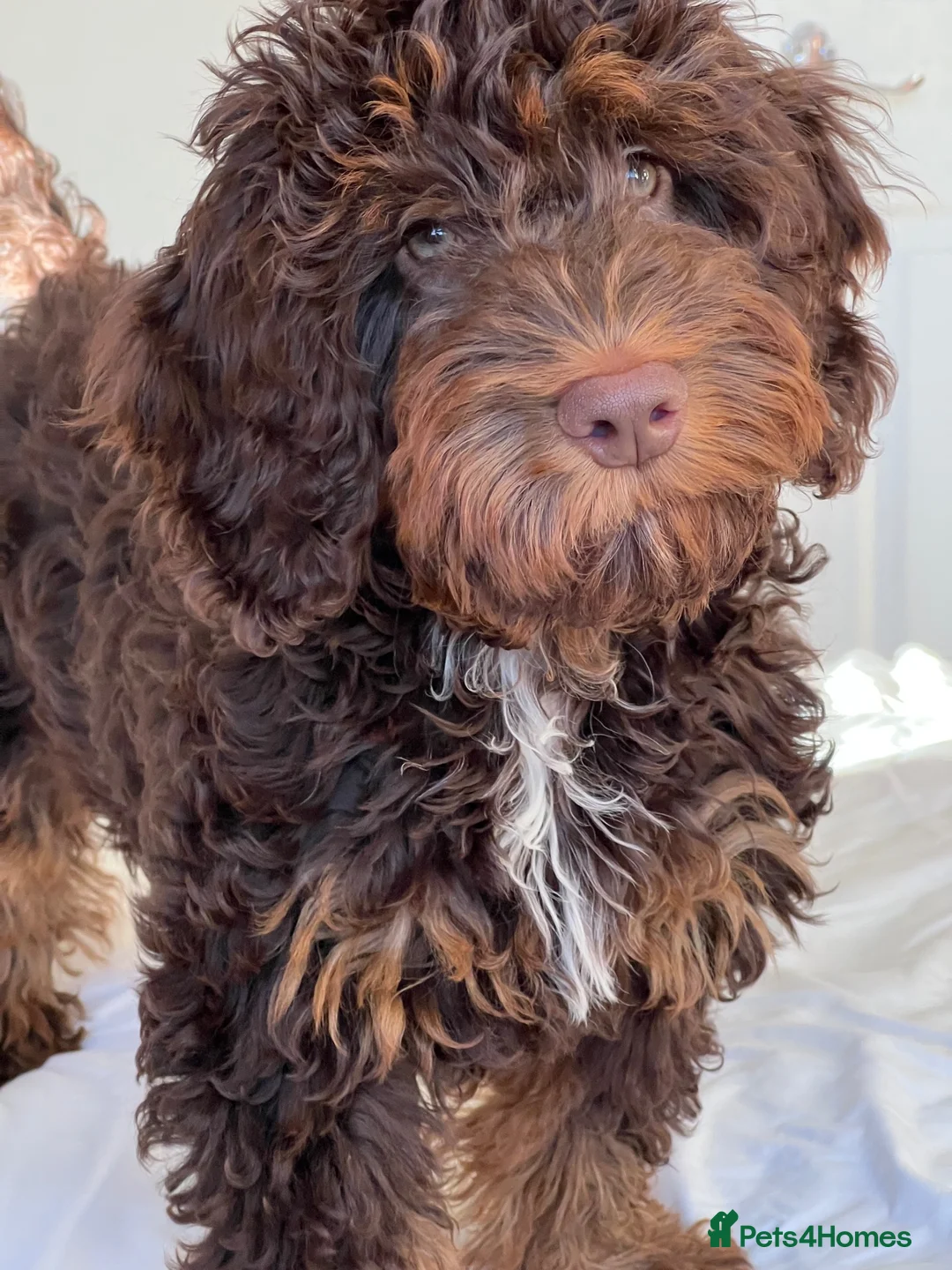 Cockapoo dogs for stud: Proven chocolate Cockapoo STUD - Advert 2