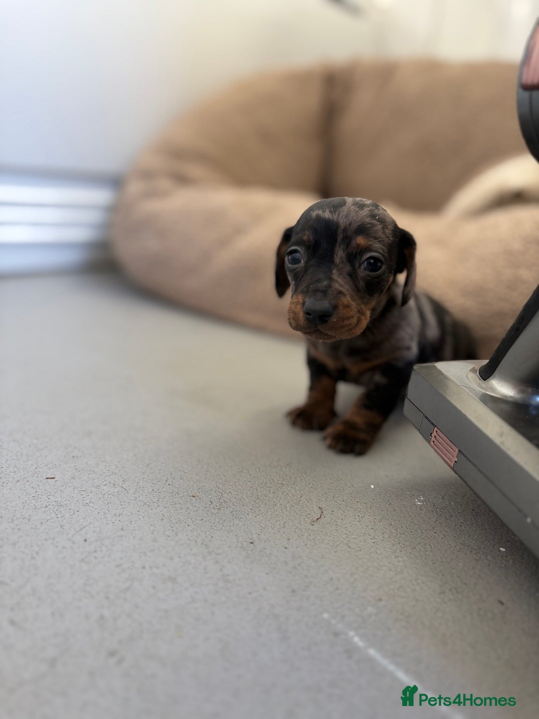Miniature Dachshund dogs for sale: 3 Miniature dachshunds ⭐️1 GIRL, 2 BOYS⭐️ - Advert 8