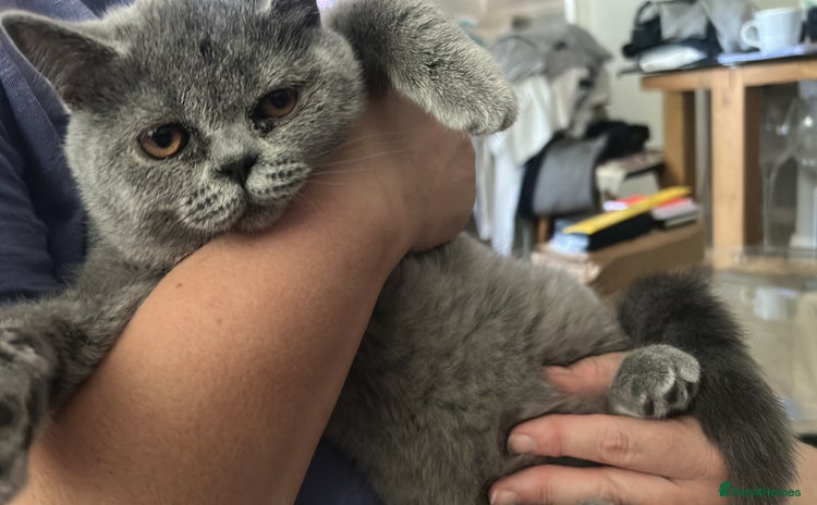 Scottish Fold cats in Bognor Regis - Advert 11