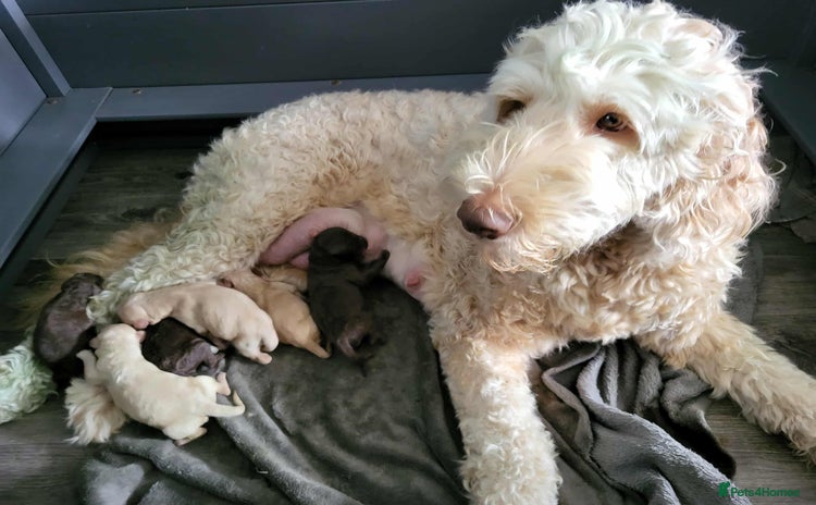 Labradoodle dogs - Advert 9