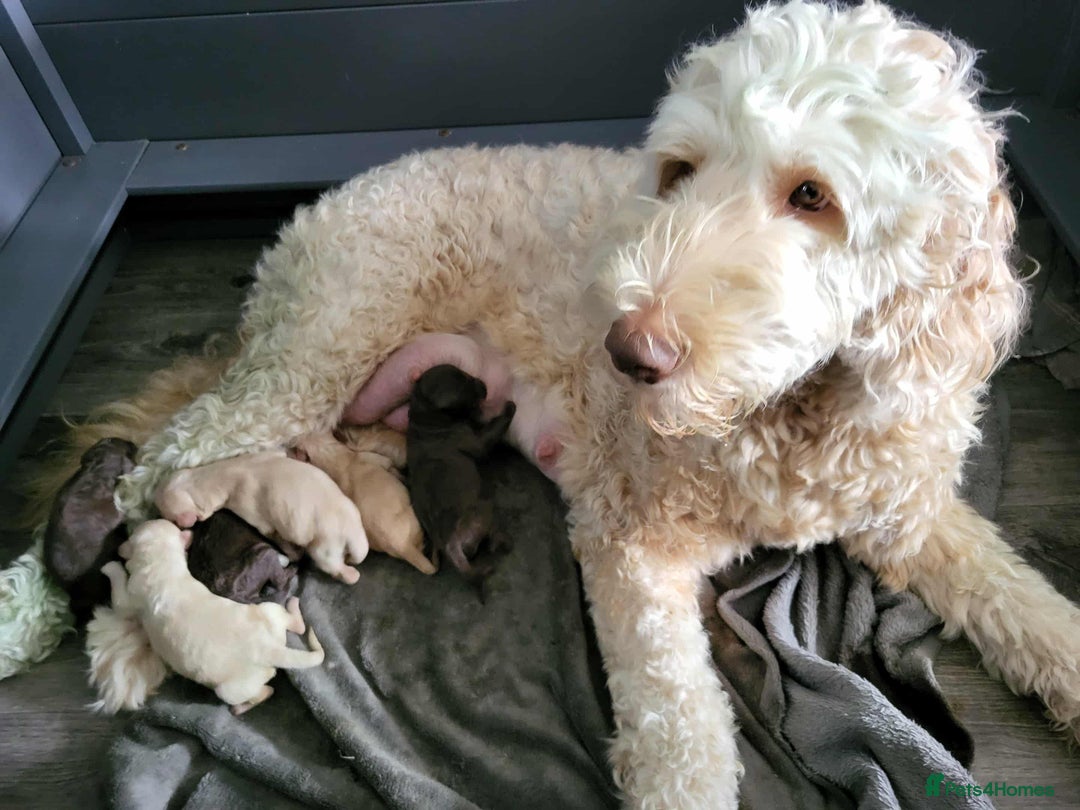 Labradoodle dogs for sale: standard labradoodles - Image 1