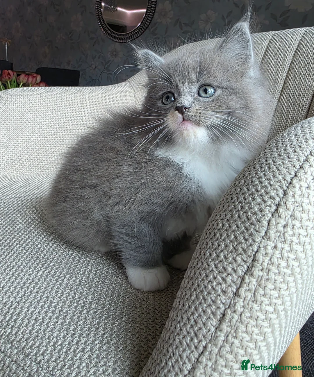 Ragcoon cats for sale: Adorable Maine Coon x Ragdoll Kittens - Advert 5