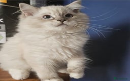 Ragdoll cats for sale: Amazing Ragdoll Babies - Image 7