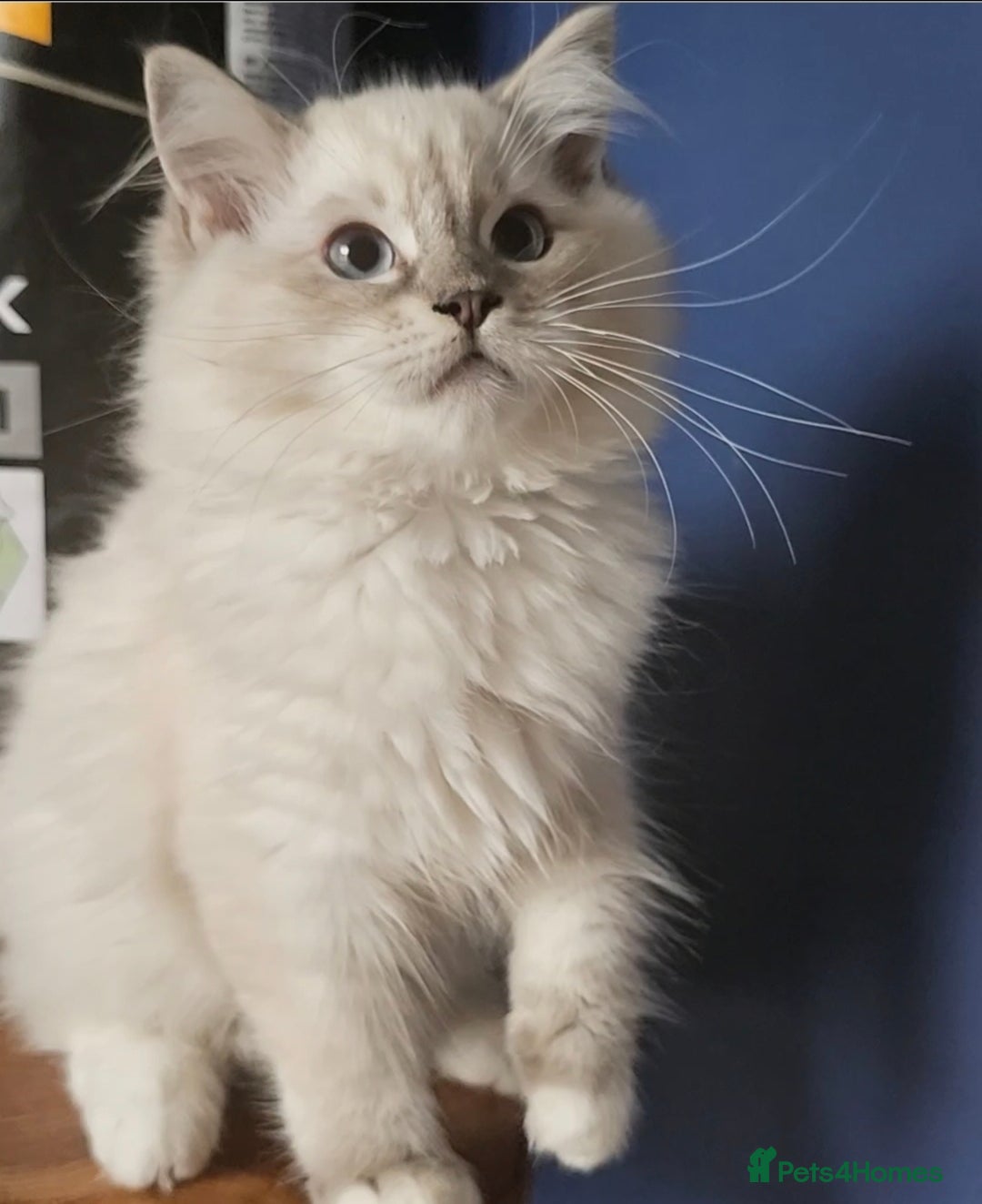 Ragdoll cats for sale: Amazing Ragdoll Babies - Image 7