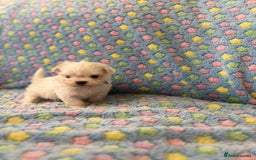 Maltese dogs for sale: Tiny kc registered maltese Korean boys  - Image 7