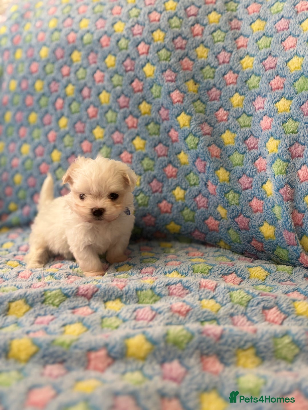 Maltese dogs for sale: Tiny kc registered maltese Korean boys  - Image 7