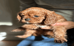 Cavalier King Charles Spaniel dogs for sale: READY NOW CavalierKingsCharlesSpaniel boy  - Image 1