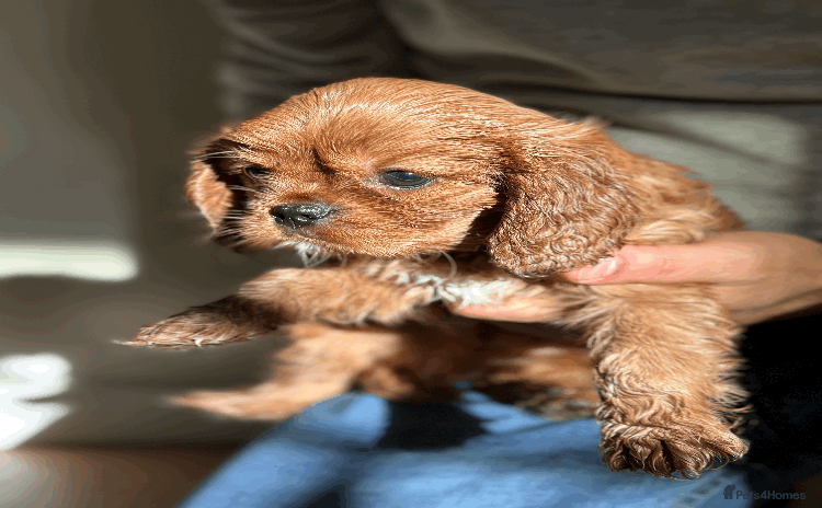 Cavalier King Charles Spaniel dogs - Advert 7