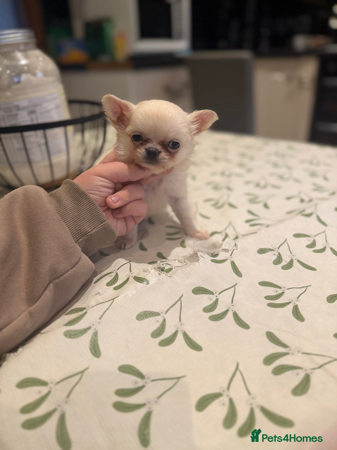 Chihuahua dogs for sale: 💙Beautiful long coat boy 💙  - Advert 6