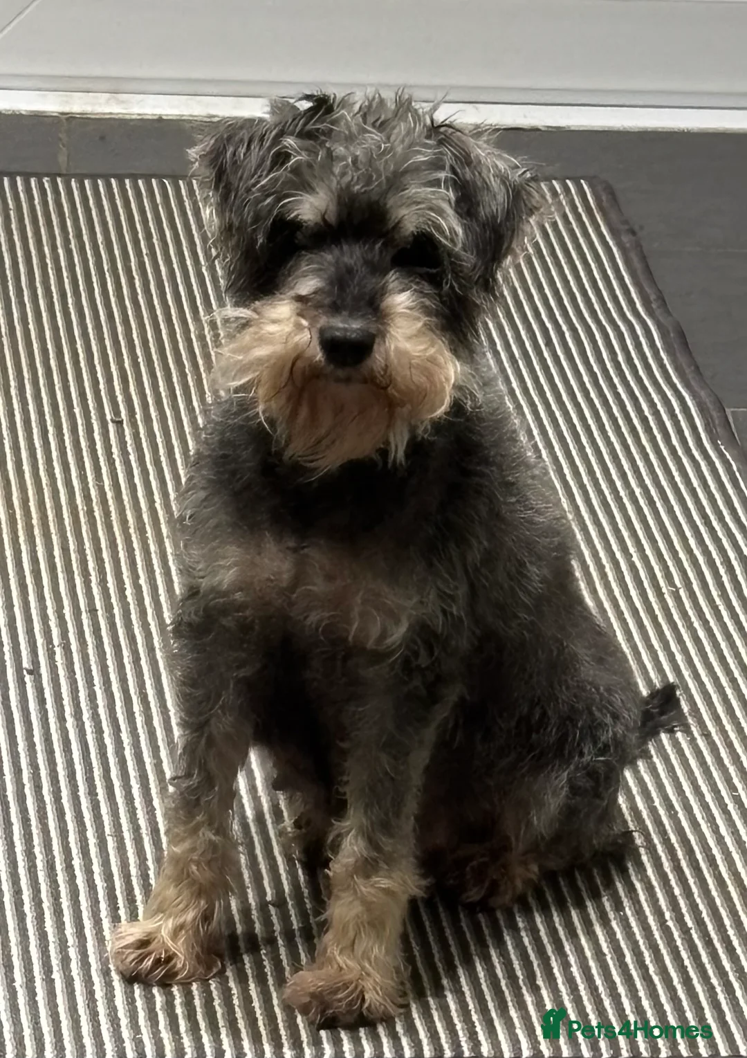 Miniature Schnauzer dogs for sale: Two beautiful Mini Schnauzer Puppies in Ashford - Advert 2