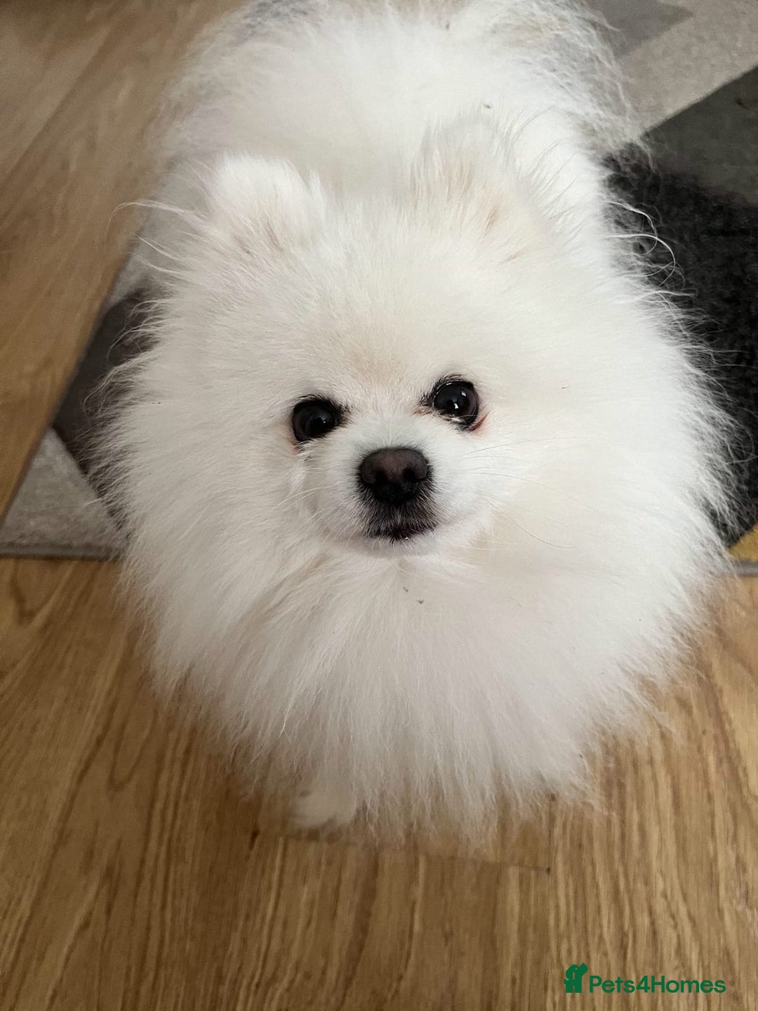Pomeranian dogs for stud: STUNNING WHITE RUSSIAN POM  in Birmingham - Image 1