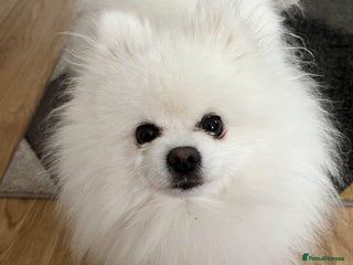Pomeranian dogs in Birmingham - Advert 16