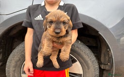 Dachshund dogs for sale: Wirehaired Dachshund (Teckel) Pups  - Image 14