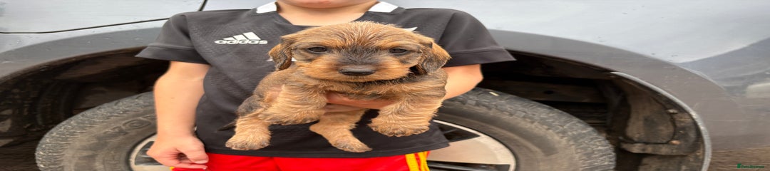 Dachshund Puppy 7