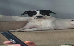 Mixed Breed dogs for sale: Roman - Image 8