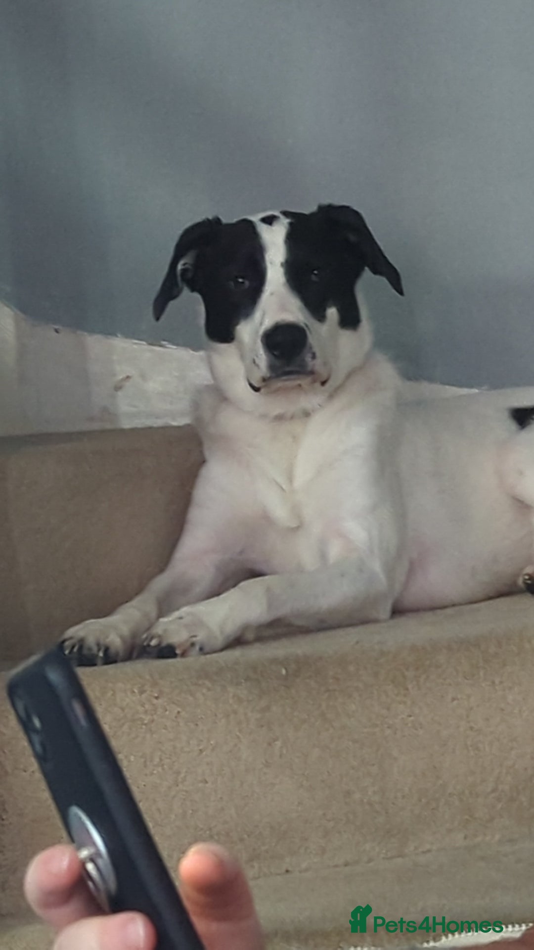 Mixed Breed dogs for sale: Roman - Image 8