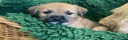 Mixed Breed dogs for sale: Border Terrier x Norfolk - Advert 7
