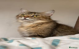 Mixed Breed cats for sale: Cute Kittens - Image 10